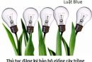 Thủ tục đăng ký bảo hộ giống cây trồng